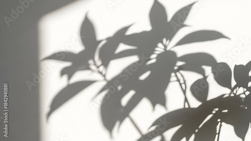 Wallpaper Mural Abstract shadow of a plant with distinct leaves cast on a white wall Torontodigital.ca