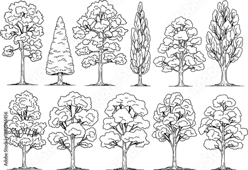 Set of ten different tree species line art illustrations for botanical or landscape design