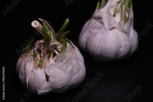 garlic on black background