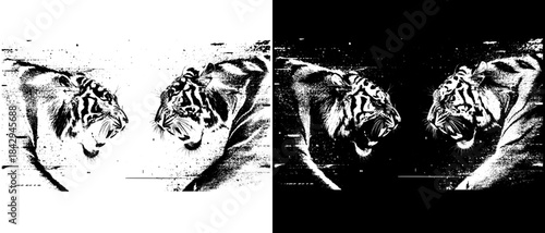 Vintage Tigers Confrontation Engraving, Inverted Black White Xerography Vector for Laser Engraving on Dark Background
