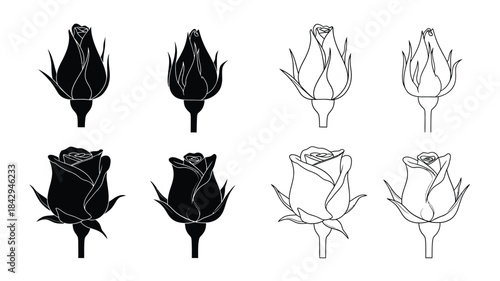 Black and white floral sketches depict various stages of rose bud development