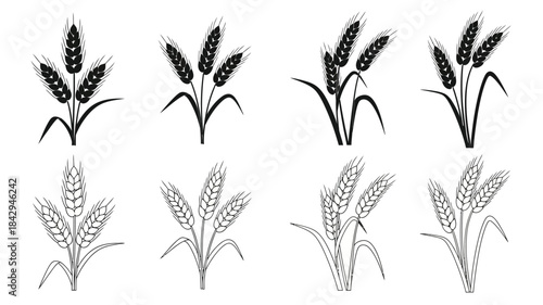 A collection of monochrome wheat and barley stalks beautifully illustrated