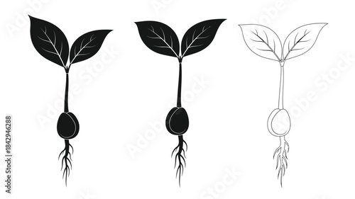 Illustrative depiction of plant sprouts showing stages of growth from seed