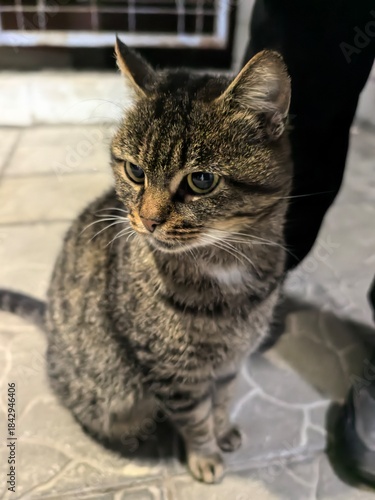 _
Beautiful cute cats