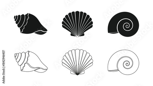 A collection of various shell illustrations in black and white outlines
