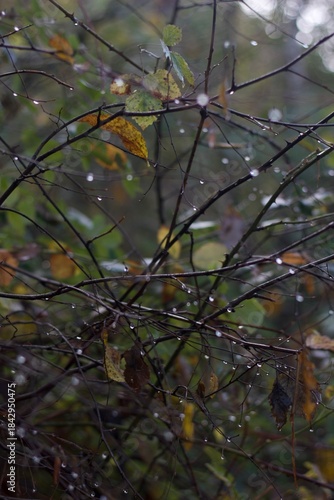 raindrops on the branches in the autumn forest with some leaves and a blurred dark background