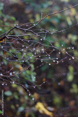 raindrops on the branches in the autumn forest with some leaves and a blurred dark background