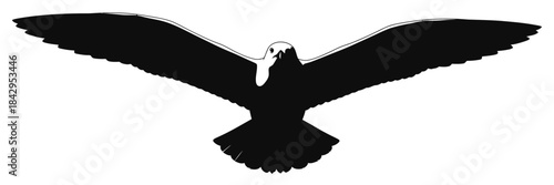 Majestic Silhouette of a Seagull in Full Flight White Background