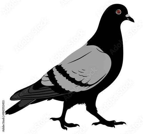 Illustration of a Pigeon Walking Clean Vector Graphic for Nature and Urban Themes