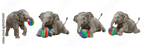 Photography Asian Elephant Elephas maximus isolated on white background elephant set playing