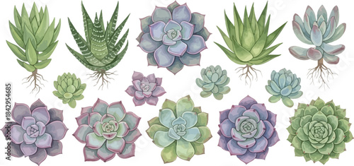 Beautiful Watercolor Succulents and Cacti Collection with Visible Roots Illustration