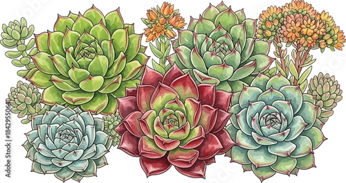 Vibrant Watercolor Illustration of Diverse Succulent Plants with Blooming Flowers