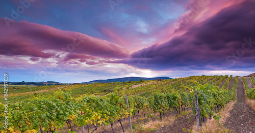 Tableau sur toile Dramatic color in the toscany ,wine,