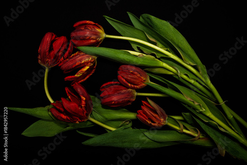 Czerwone tulipany na ciemnym tle tworzą dramatyczną i elegancką kompozycję kwiatową o silnym kontraście. © Elżbieta Kaps