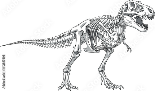 Detailed vector illustration of a Tyrannosaurus Rex skeleton, showcasing the prehistoric dinosaur's complete bone structure for educational and scientific purposes in paleontology