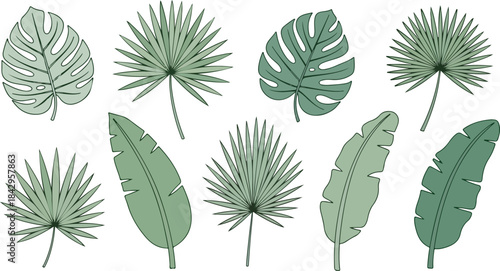  A clean botanical vector illustration featuring a diverse collection of tropical leaves arranged separately on a solid white background 2