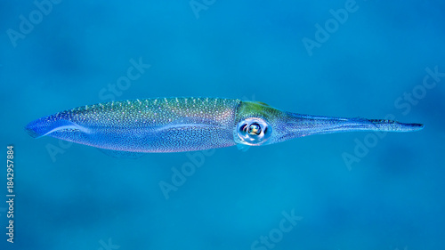 A vibrant reef squid swims gracefully in clear blue water, its iridescent skin shimmering with speckled colors.