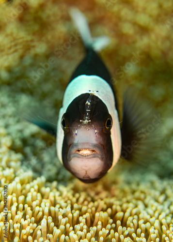 A close-up of an anemonefish with a tiny cleaner shrimp perched on its head, captured among the tentacles of its host anemone.