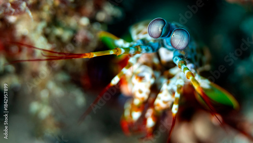 A close-up macro shot of a colorful mantis shrimp, highlighting its striking eyes and vibrant appendages against a blurred underwater background.