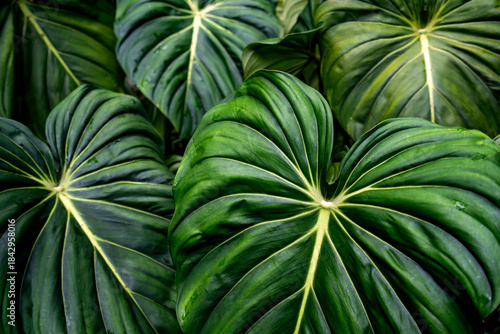 Large, glossy tropical leaves overlap densely, displaying deep green tones and prominent vein patterns.