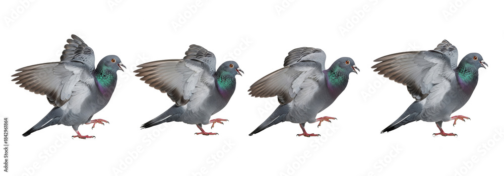Obraz premium Set Of Rock Pigeon (Rock Dove) isolated on white background, (Columba livia) PNG