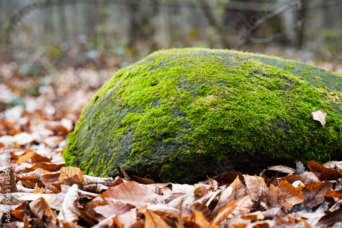 Large stone covered with green moss