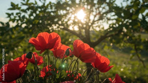 Fototapeta Naklejka Na Ścianę i Meble -  Bright sunlight shines through green foliage above vibrant red poppies in a garden scene.
