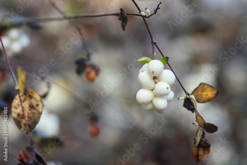 White barries of Symphoricarpos albus in autumn, shallow depth of field.