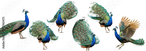 Fotografía Set Of Indian Peafowl (Adult Male) isolated on white background,  (Pavo cristatu