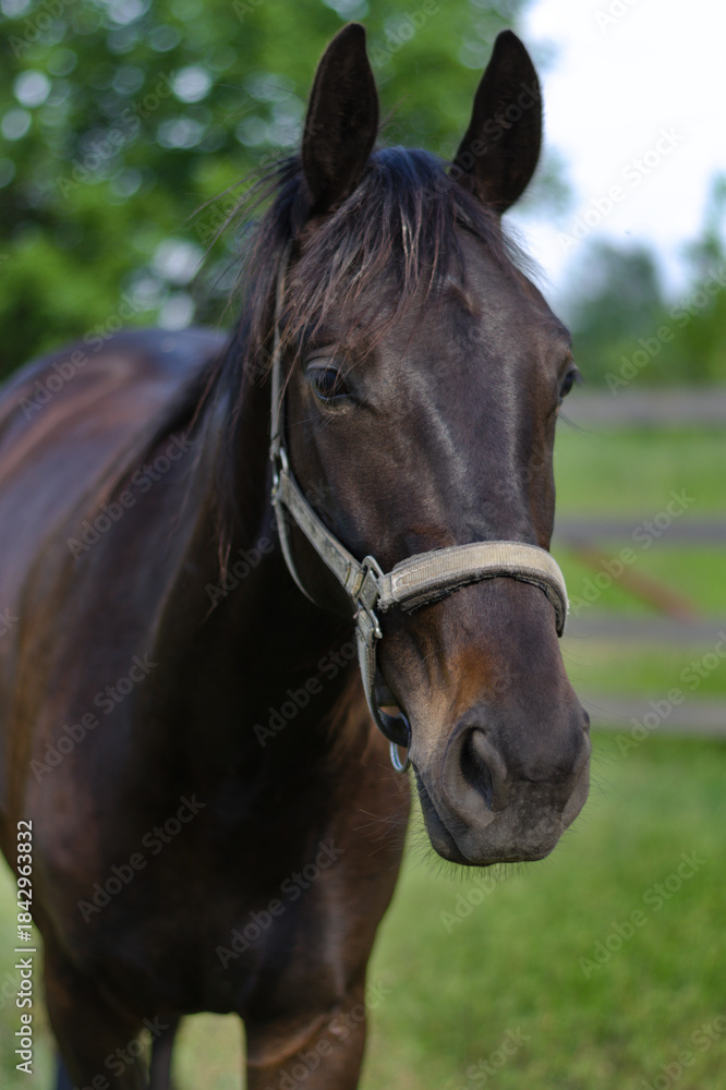 Fototapeta premium Close-up portrait of a beautiful dark brown horse wearing a halter outdoors