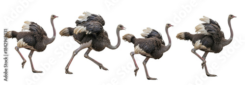 Tableau sur toile Set Of Common Ostrich isolated on white background, (Struthio camelus), adult Co