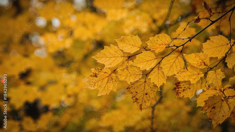 Fototapeta premium Autumn leaves on tree branch during fall season. Nature, foliage, and seasonal change. The concept of autumn and changing seasons.