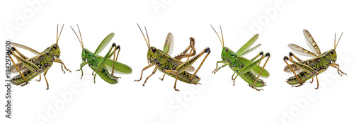 Bild auf Leinwand Set Of Grasshopper isolated on transparent background, Grasshopper PNG