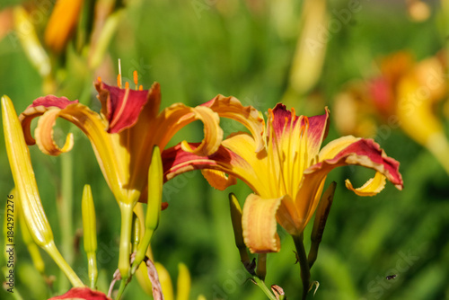 Foto Close-up of two daylily flowers (Hemerocallis) in vibrant yellow and burgundy tones, with orange stamens and buds, under intense sunlight and blurred green background