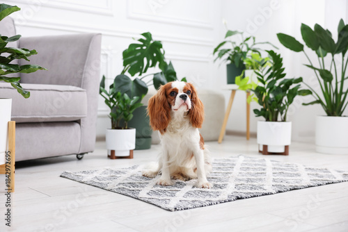 Cuadro en lienzo Cute dog and green houseplants at home