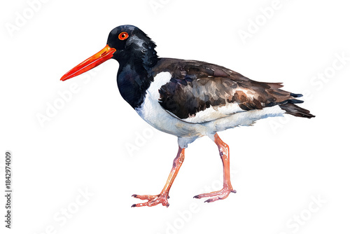 Eurasian Oystercatcher hand drawn watercolor bird art