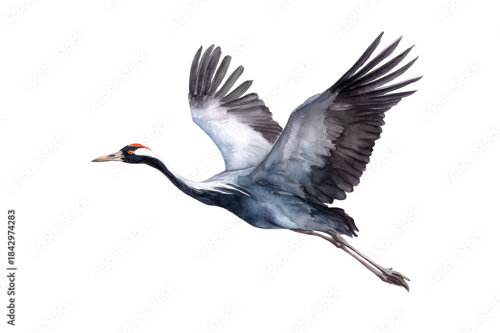 Fototapeta premium Flying Common Crane in flight hand drawn watercolor bird painting