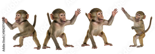 Photography Little Monkey in Various Poses isolated on transparent background, PNG, Monkey b