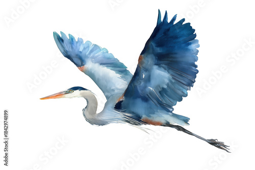 Flying Great Blue Heron hand drawn watercolor bird
