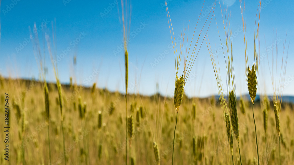 Fototapeta premium Sunny gold wheat straws