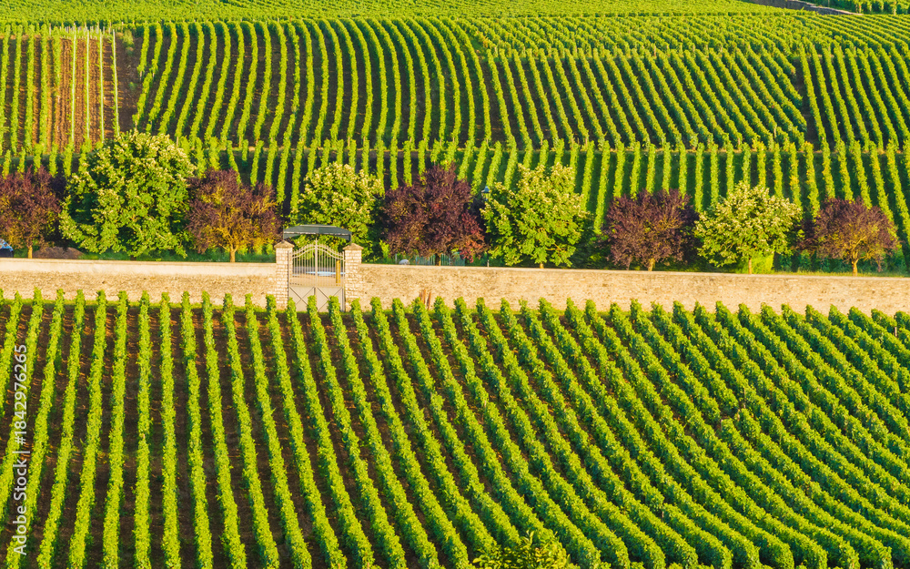 Obraz premium Green vineyards. Pommard wine region, France