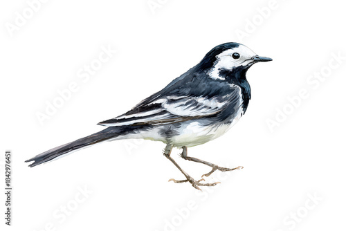 White Wagtail hand drawn watercolor elegant black and white bird