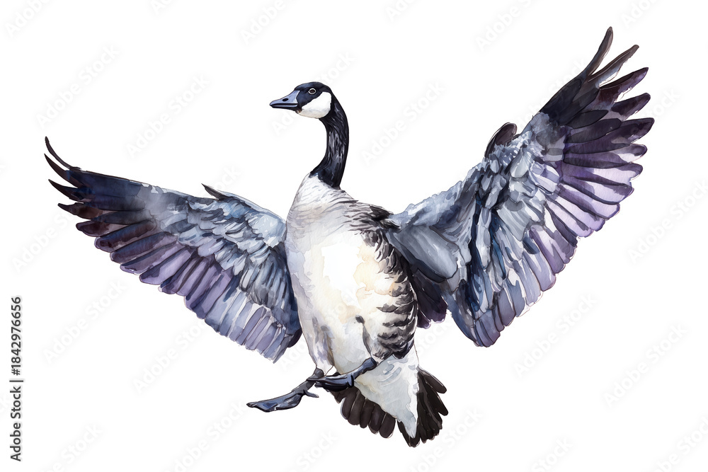 Obraz premium Canada Goose landing hand drawn watercolor bird with wings spread
