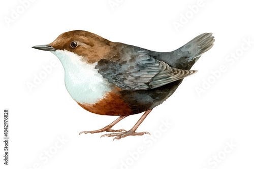 White-throated Dipper hand drawn watercolor unique songbird