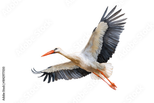Majestic flying White Stork in a hand drawn watercolor bird illustration