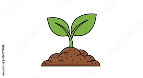 A young plant growing.