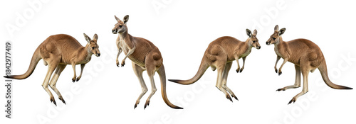 Fotografie Set Of Kangaroo In Various Poses isolated on transparent background, Kangaroo PN