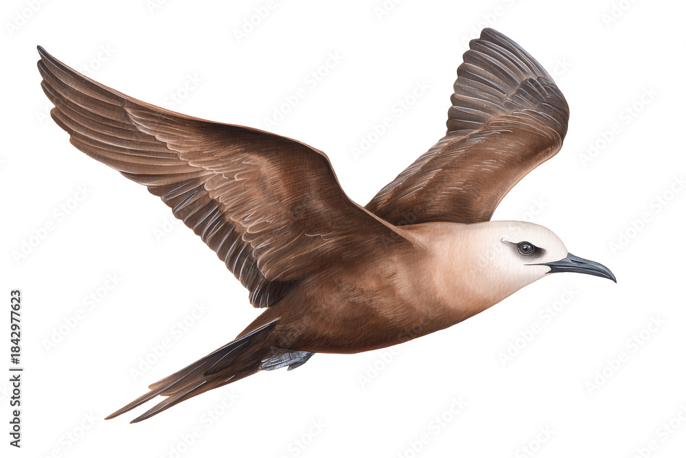 Obraz premium Brown Skua in flight, a hand drawn watercolor bird of prey painting