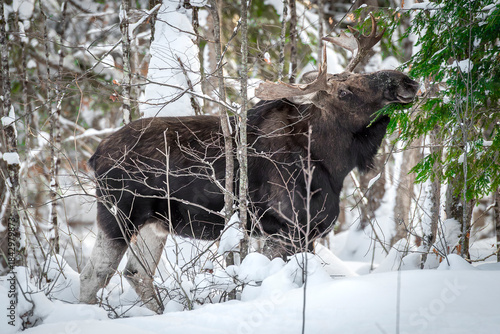 Young Bull Moose in Winter