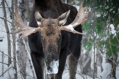 Young Bull Moose in Winter